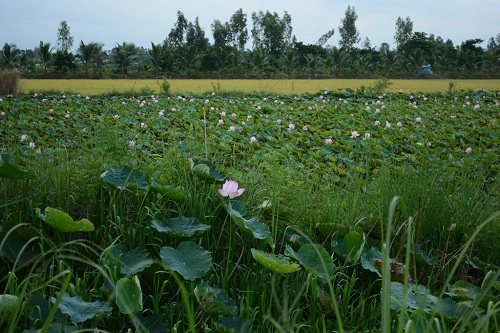 Le paysage tranquille au faubourg de Can Tho